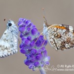 Phaon Crescent and Common Checkered Skipper