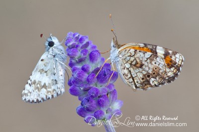 Phaon Crescent and Common Checkered Skipper