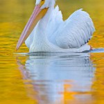 White Rock Lake Pelican is back in Town