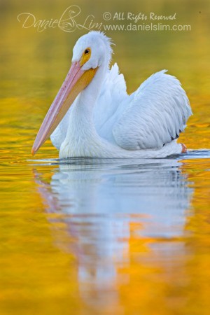 White Rock Lake Pelican is back in Town