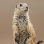 Black-Tailed Prairie Dog has Long Eyelash