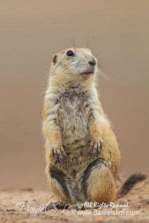 Black-Tailed Prairie Dog has Long Eyelash