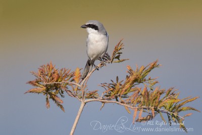 Loggerhead Shrike on a perch