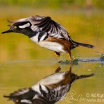 Drake Hooded Merganser Lift-off, Reflection