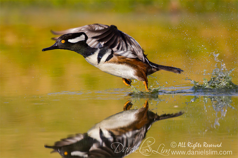 Drake Hooded Merganser Lift-off, Reflection