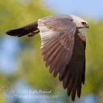 Adult Mississippi kite In Flight