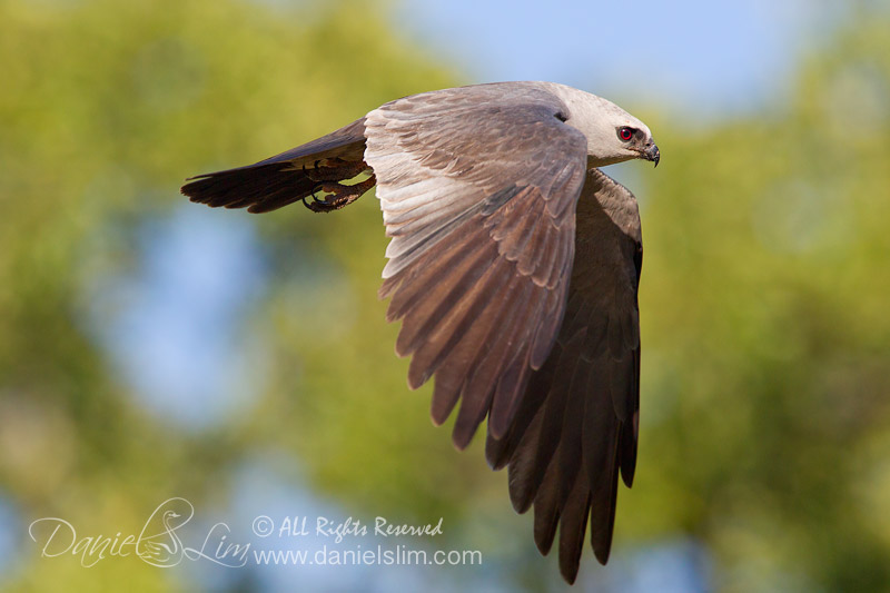 Adult Mississippi kite In Flight