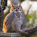 Great Horned Owl at White Rock Lake, Dallas Tx