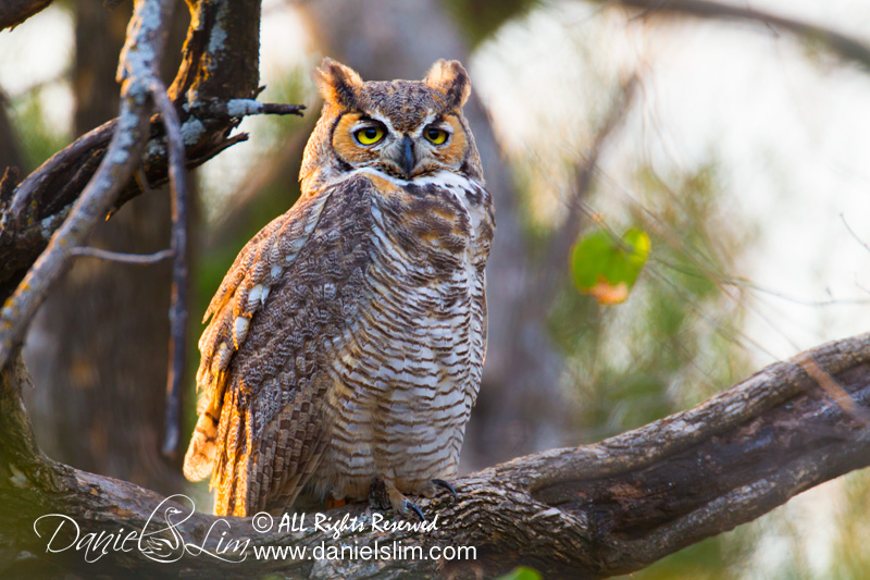 Great Horned Owl at White Rock Lake, Dallas Tx