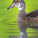 Portrait of American Wood Duck in Eclipse Plumage -- Reflection