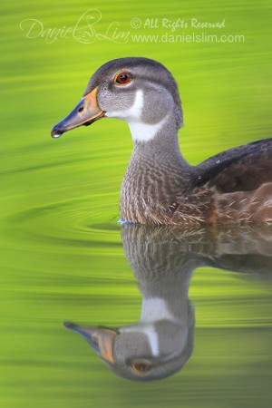 Portrait of American Wood Duck in Eclipse Plumage -- Reflection