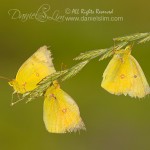 A Trio of Orange Sulphur Butterflies