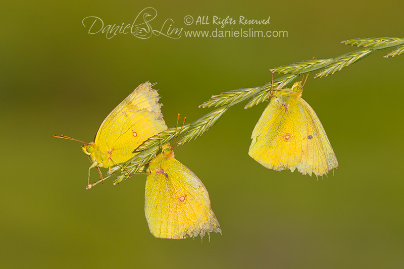 A Trio of Orange Sulphur Butterflies