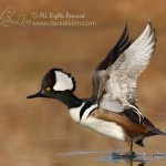 Drake Hooded Merganser Taking off