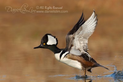 Drake Hooded Merganser Taking off