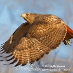 Red-tailed Hawk in flight