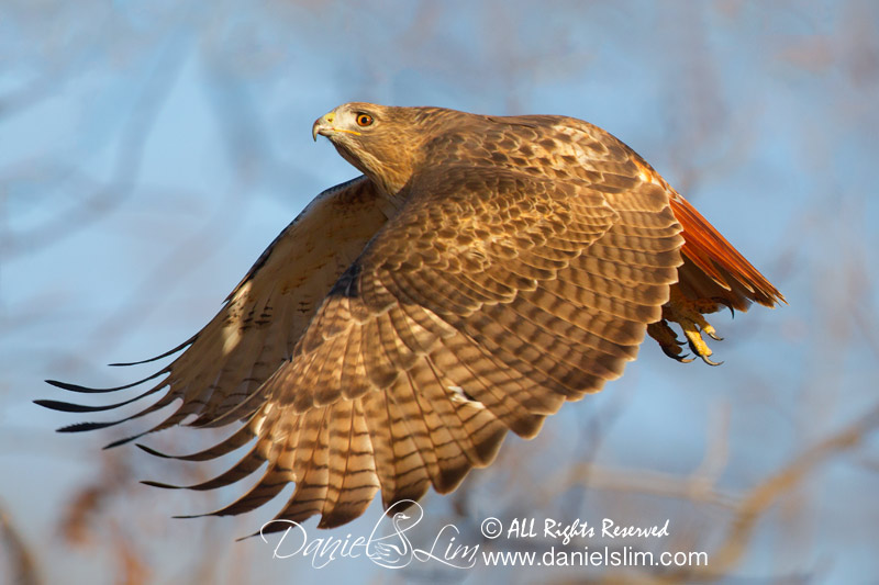 Red-tailed Hawk in flight