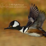 Drake Hooded Merganser in Flight