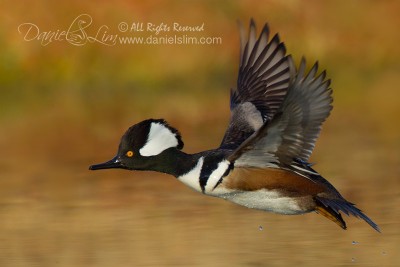 Drake Hooded Merganser in Flight