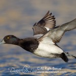 Drake Lesser Scaup takes flight