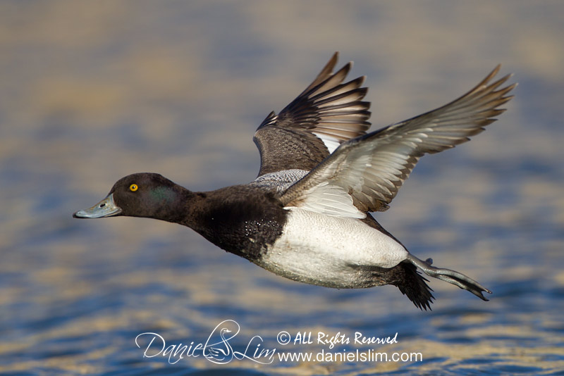 Drake Lesser Scaup takes flight