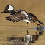 Hooded Merganser in Flight, Take off