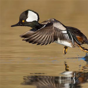 Hooded Merganser in Flight, Take off