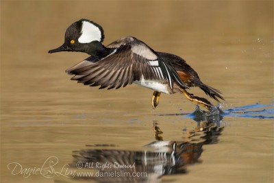 Hooded Merganser in Flight, Take off