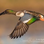 Drake Northern Shoveler in flight