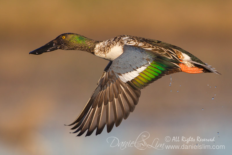 Drake Northern Shoveler in flight