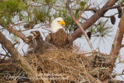 Pearland Bald Eagles - nest and eaglets