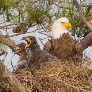 Pearland Bald Eagles – nest and eaglets