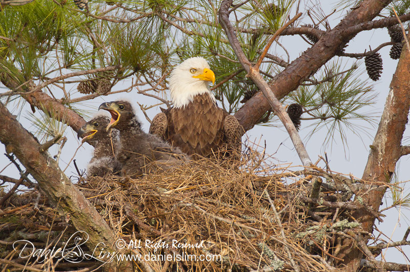 Pearland Bald Eagles - nest and eaglets