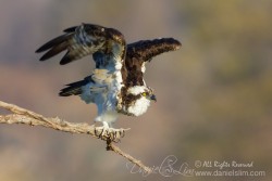 Osprey at Lake Ray Hubbard, Rowlett Texas. 