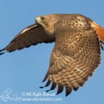 Red-tailed Hawk takes flight, White Rock Lake