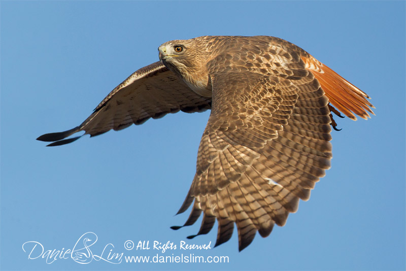 Red-tailed Hawk takes flight, White Rock Lake