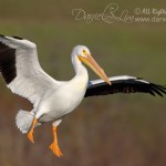 White Pelican in Flight