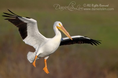 White Pelican in Flight