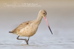 Marbled Godwit, Bolivar Flats Texas