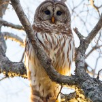 Barred Owl - White Rock Lake, Texas