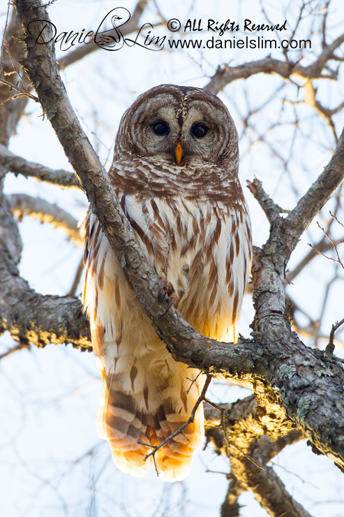 Barred Owl - White Rock Lake, Texas