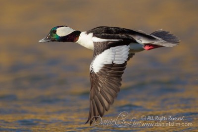 Drake Bufflehead in Flight - Los Colinas, Texas