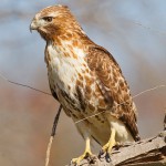 Juvenile Red-tailed Hawk on a Perch - Seagoville, TX