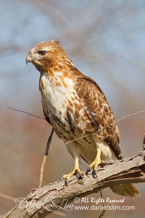 Juvenile Red-tailed Hawk on a Perch - Seagoville, TX