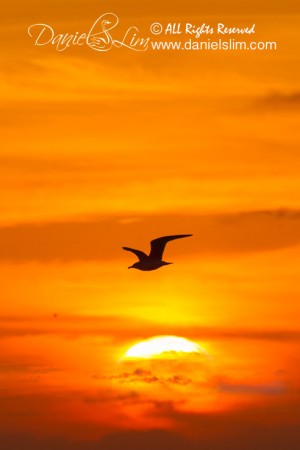 Sunrise and Seagull Silhouette at Quintana Beach, Texas