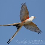 Male Scissor-tailed Flycatcher in Flight, Village Creek