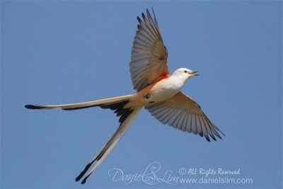 Male Scissor-tailed Flycatcher in Flight, Village Creek