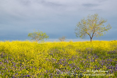Field of Yellow Bastard Cabbage -- Ennis, Texas