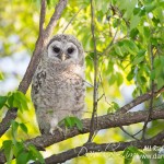 Barred Owl Fledgling - White Rock Lake