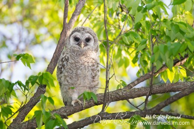 Barred Owl Fledgling - White Rock Lake